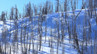 Avalanche in tight trees  - Taylor Fork